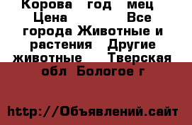 Корова 1 год 4 мец › Цена ­ 27 000 - Все города Животные и растения » Другие животные   . Тверская обл.,Бологое г.